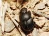Onthophagus (Relictonthophagus) emarginatus Mulsant, 1842