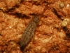 Entomobrya quinquelineata