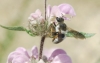 Megachile (Chalicodoma) lefebvrei (Lepeletier, 1841)