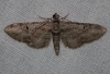 Eupithecia weissi (Prout 1938)