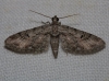Eupithecia weissi (Prout 1938)