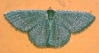 Phaiogramma faustinata (Millire, 1868)