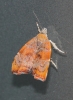 Choreutis nemorana (Hbner 1799)
