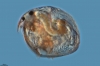 Chydorus sphaericus