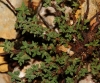 Fumana thymifolia (L.) Spach ex Webb
