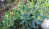 Euphorbia isatidifolia Lam.