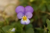 Viola arvensis 1d2