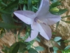 Campanula fragilis subsp. cavolinii ? 2/5