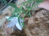 Campanula fragilis subsp. cavolinii ? 4/5