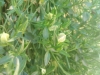 Campanula fragilis subsp. cavolinii ? 5/5