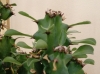 Euphorbia trigona Mill.