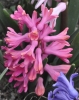 Hyacinthus orientalis L. 'Queen of the Pinks'