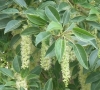 Phytolacca dioica L.