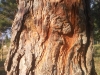 Pinus brutia ? 1 de 7