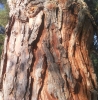 Pinus brutia ? 2 de 7
