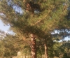 Pinus brutia ? 7 de 7