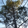 Pinus pinaster ? 2 de 4