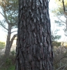 Pinus pinaster ? 4 de 4