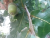 Quercus robur ? 2 de 4