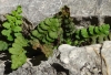 Asplenium petrarchae (Gurin) DC. subsp. petrarchae