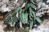 Ceterach officinarum Willd. subsp. officinarum