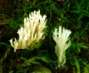 Clavulina coralloides (L.) J. Schrt. 1888