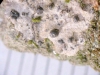 Acrocordia gemmata (Ach.) A. Massal.