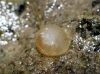 Pisidium sp.