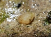 Pisidium sp.