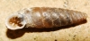 Abida secale meridionalis