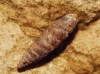 Abida secale meridionalis