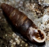 Abida secale meridionalis Abida secale meridionalis