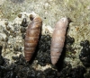 Abida secale meridionalis