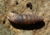 Abida secale meridionalis