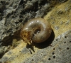 Aegopinella minor Aegopinella minor
