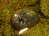 Ancylus fluviatilis Ancylus fluviatilis