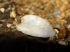 Ancylus fluviatilis
