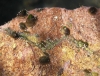 Ancylus fluviatilis Ancylus fluviatilis