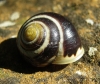 Cepaea cf. hortensis Cepaea cf. hortensis