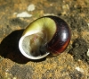 Cepaea cf. hortensis Cepaea cf. hortensis