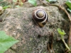 Cepaea cf. hortensis
