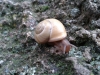 Cepaea cf. hortensis