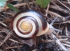 Cepaea hortensis Cepaea hortensis