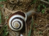 Cepaea hortensis Cepaea hortensis