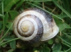 Cepaea hortensis Cepaea hortensis