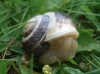 Cepaea hortensis Cepaea hortensis