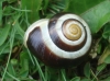 Cepaea hortensis Cepaea hortensis