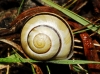 Cepaea hortensis Cepaea hortensis