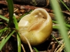 Cepaea hortensis Cepaea hortensis