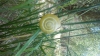 Cepaea nemoralis Cepaea nemoralis